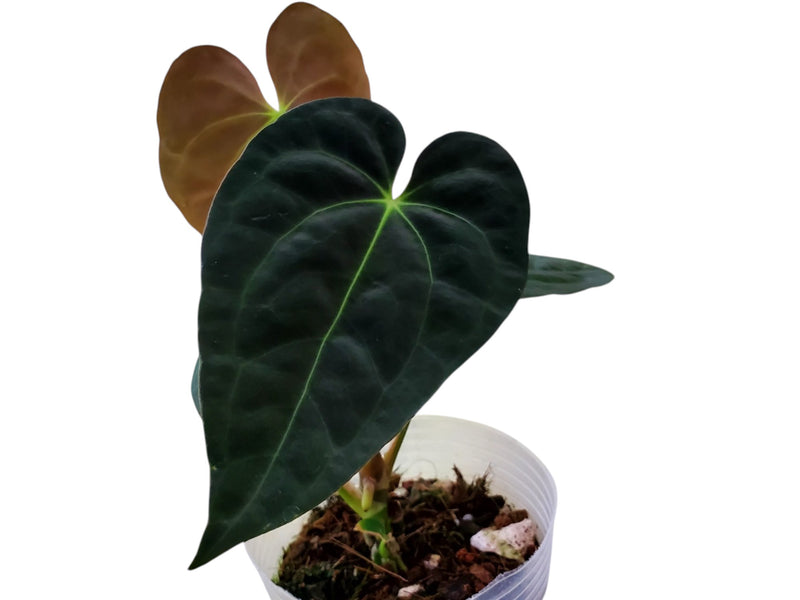 Anthurium Tingo Maria 'Inverse crossing' x Anthurium papillilaminum