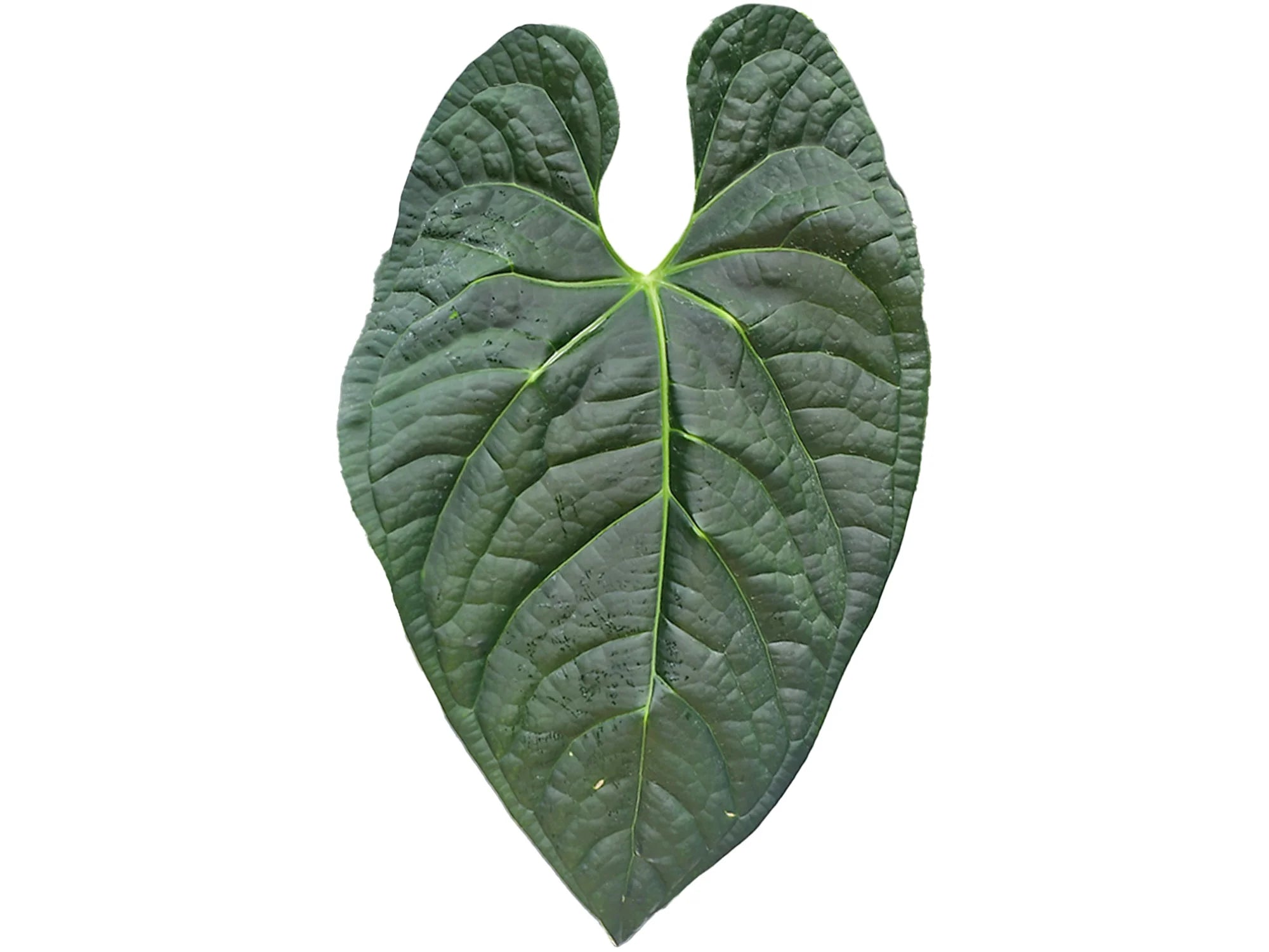Anthurium River Mist