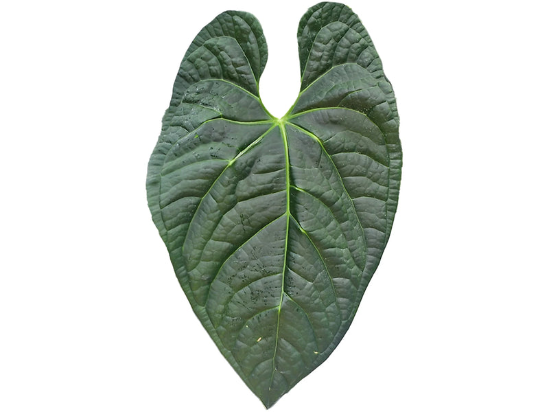 Anthurium River Mist