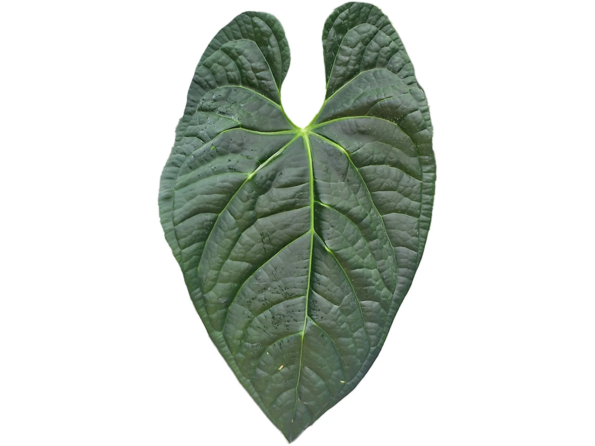 anthurium maria Anthurium River Mist