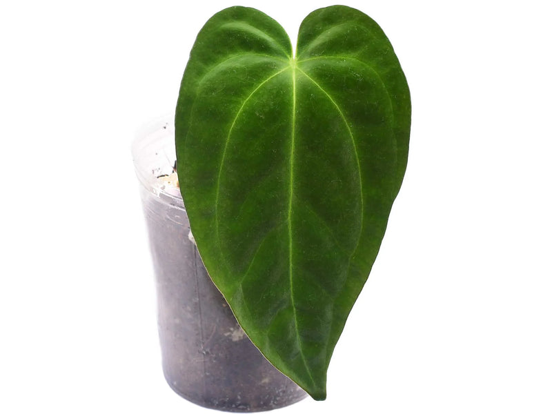 anthurium maria Anthurium Tingo Maria 'Inverse crossing' x Anthurium papillilaminum