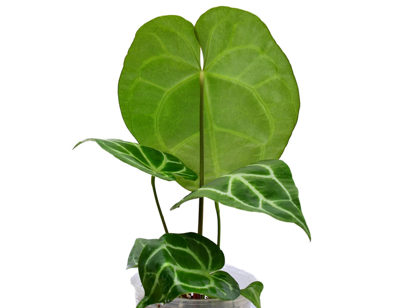 anthurium tingo maria Anthurium Tingo Maria — Ecuagenera Orquídeas del Ecuador