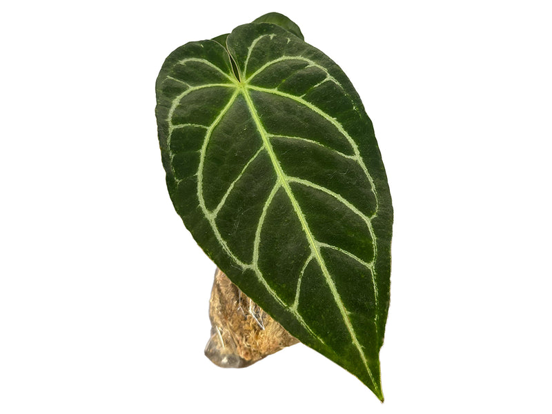 Anthurium Tingo Maria