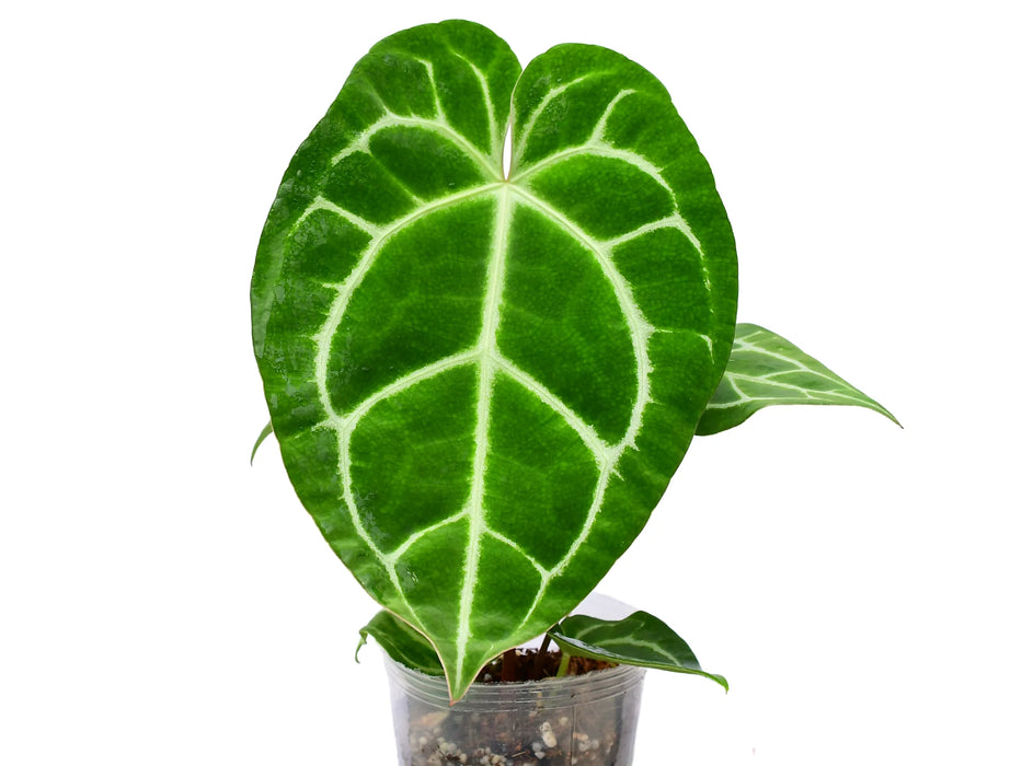 Anthurium Tingo Maria