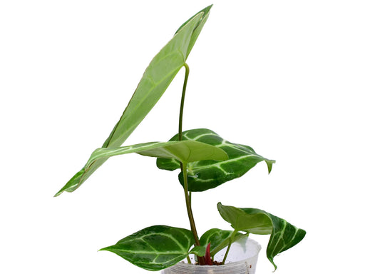 anthurium tingo maria Anthurium Tingo Maria