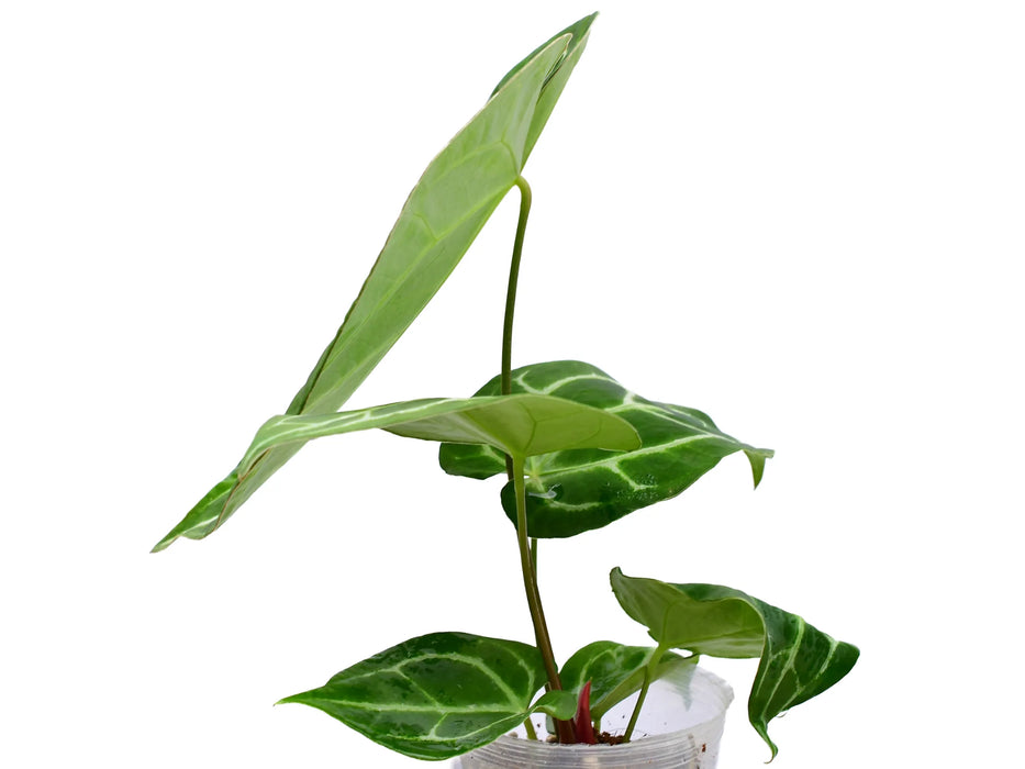 Anthurium Tingo Maria