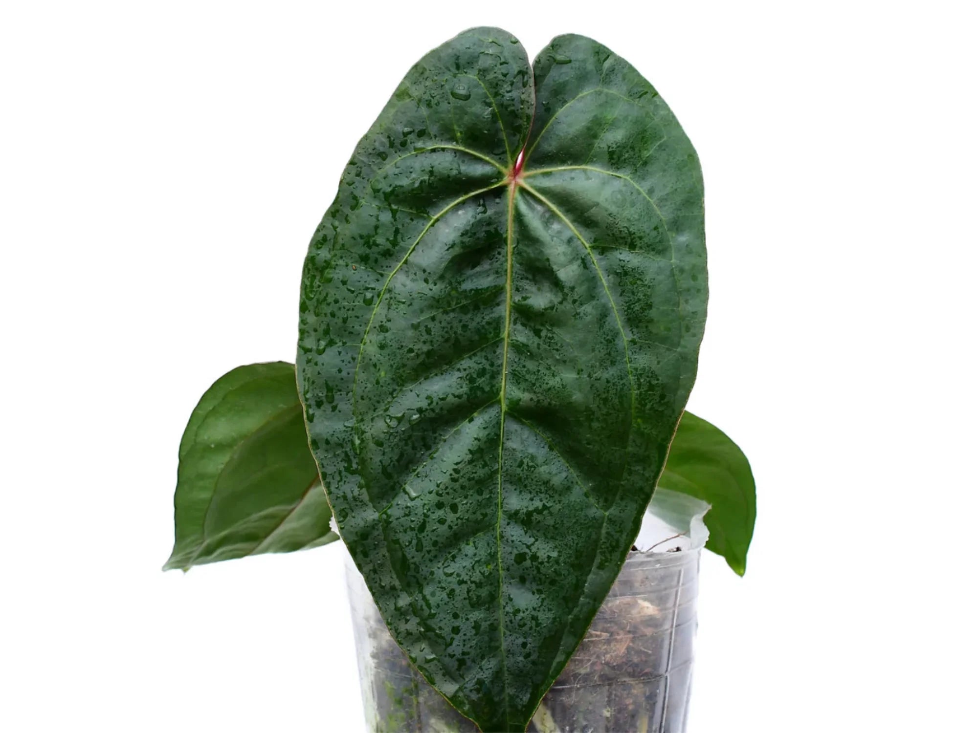 anthurium titanium Anthurium Titanium 'Fantasy' Inverse crossing