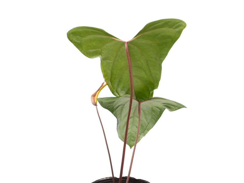 Anthurium Titanium 'Fantasy' x Anthurium Espiritu de Montana