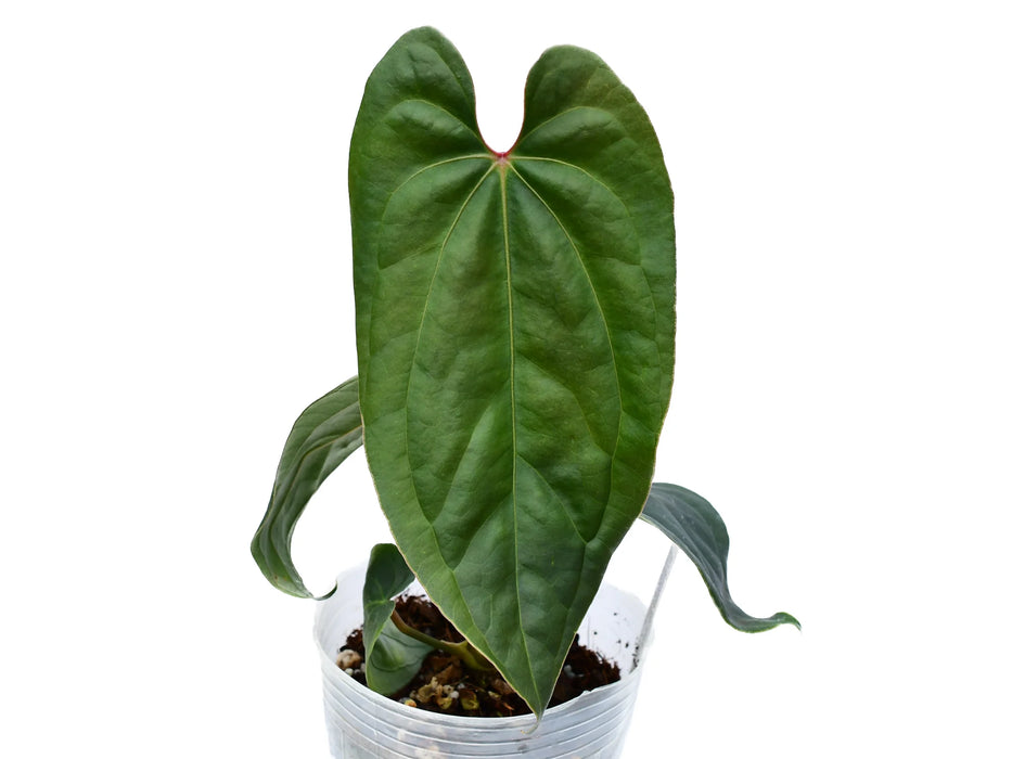 Anthurium Titanium