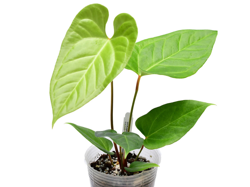 anthurium unique Anthurium Unique — Ecuagenera Orquídeas del Ecuador
