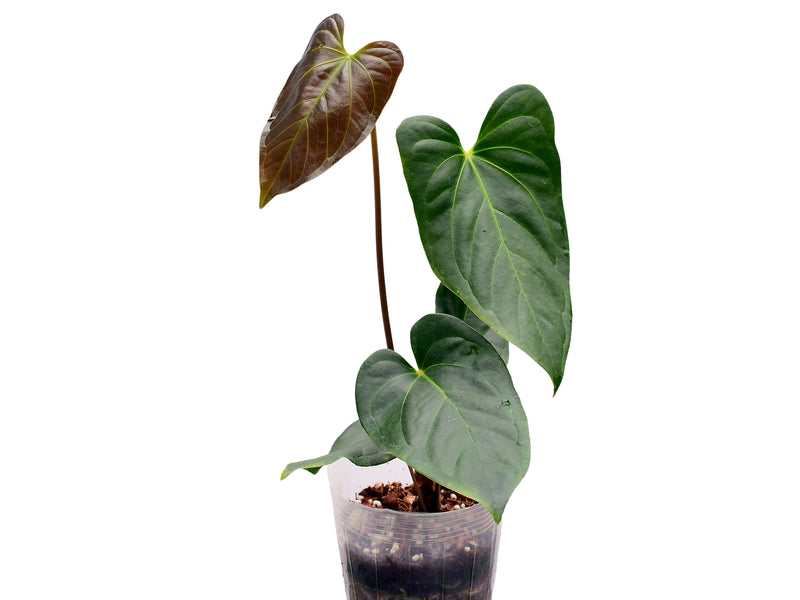 Anthurium Unique x Anthurium Urban Jungle
