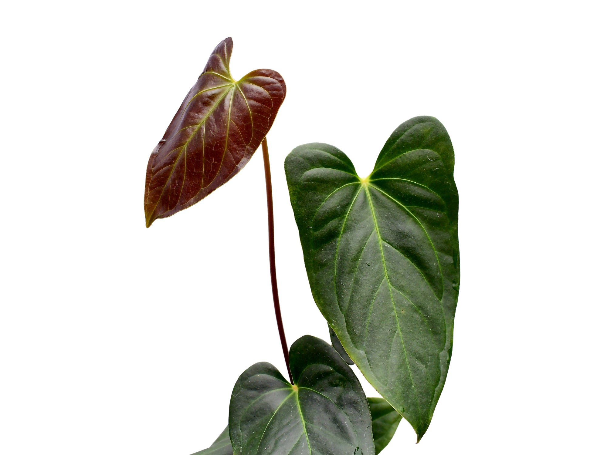 Anthurium Unique x Anthurium Urban Jungle