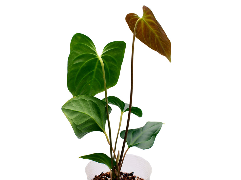Anthurium Unique x Anthurium Urban Jungle