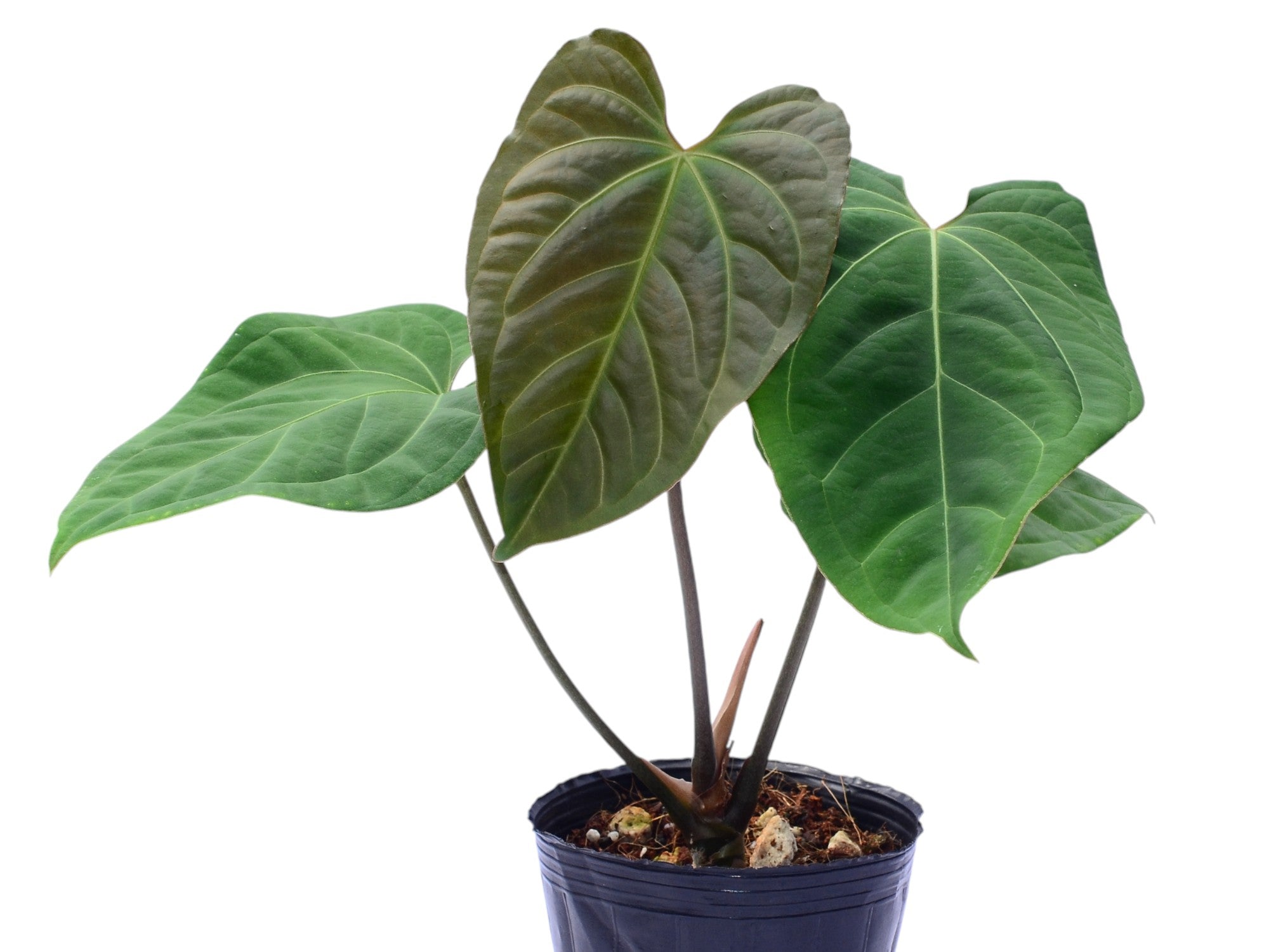 Anthurium Urban Jungle