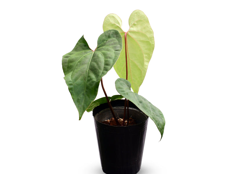 Anthurium Urban Jungle x Anth. Ingrid de Portilla