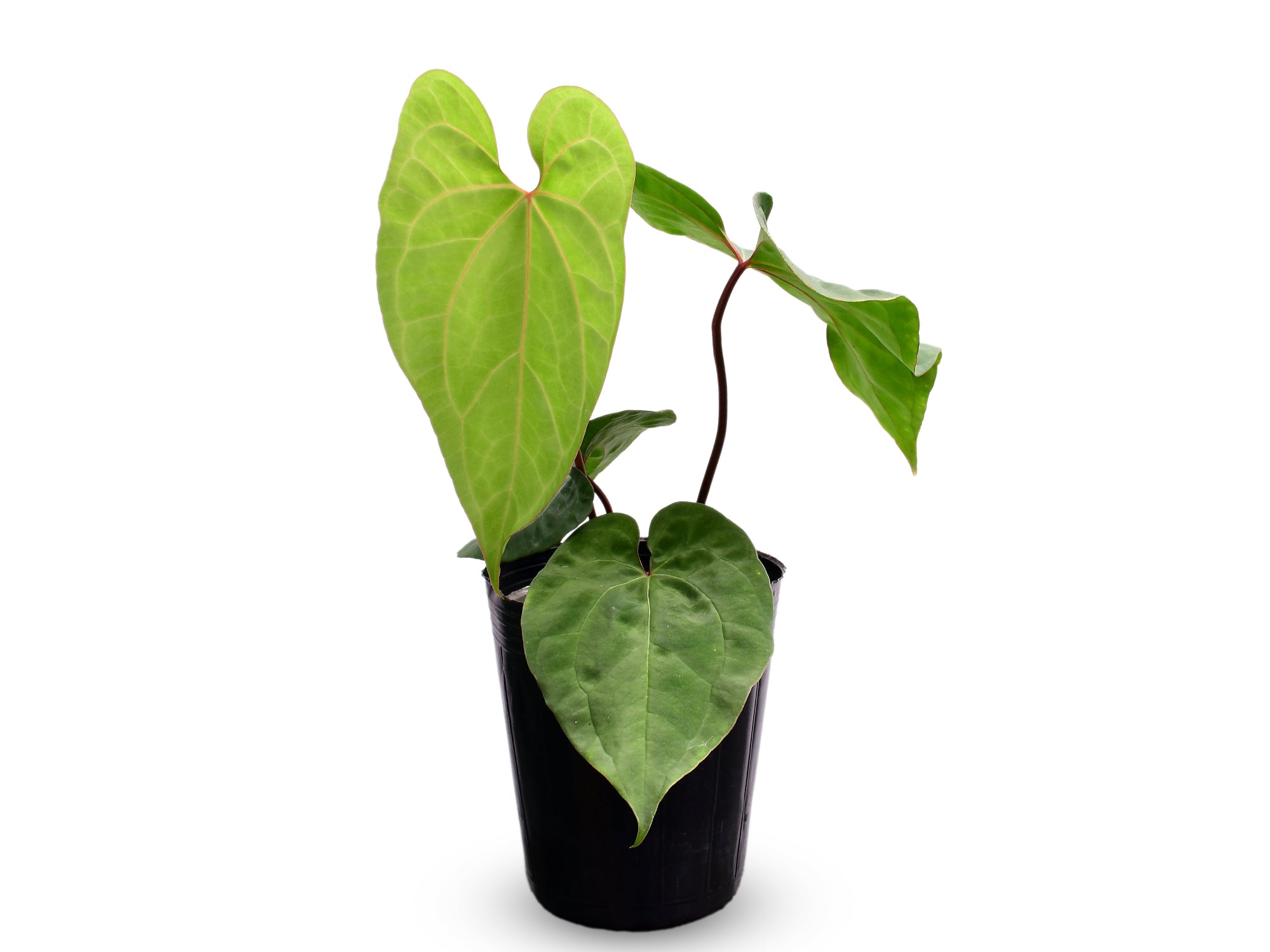 Anthurium Urban Jungle x Anth. Ingrid de Portilla