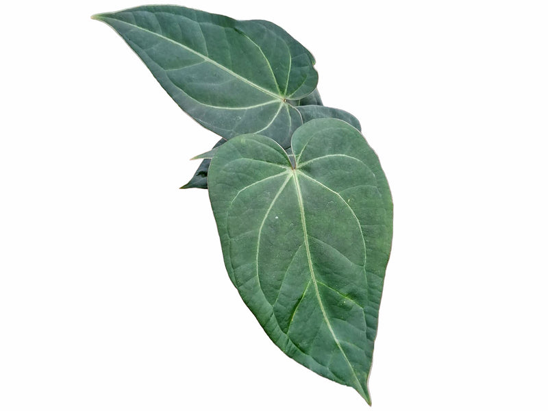 Anthurium Urban Jungle x Anth. Magnificent Silver