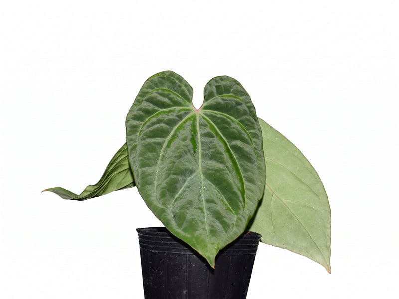 Anthurium Urban Jungle x Anth. besseae aff