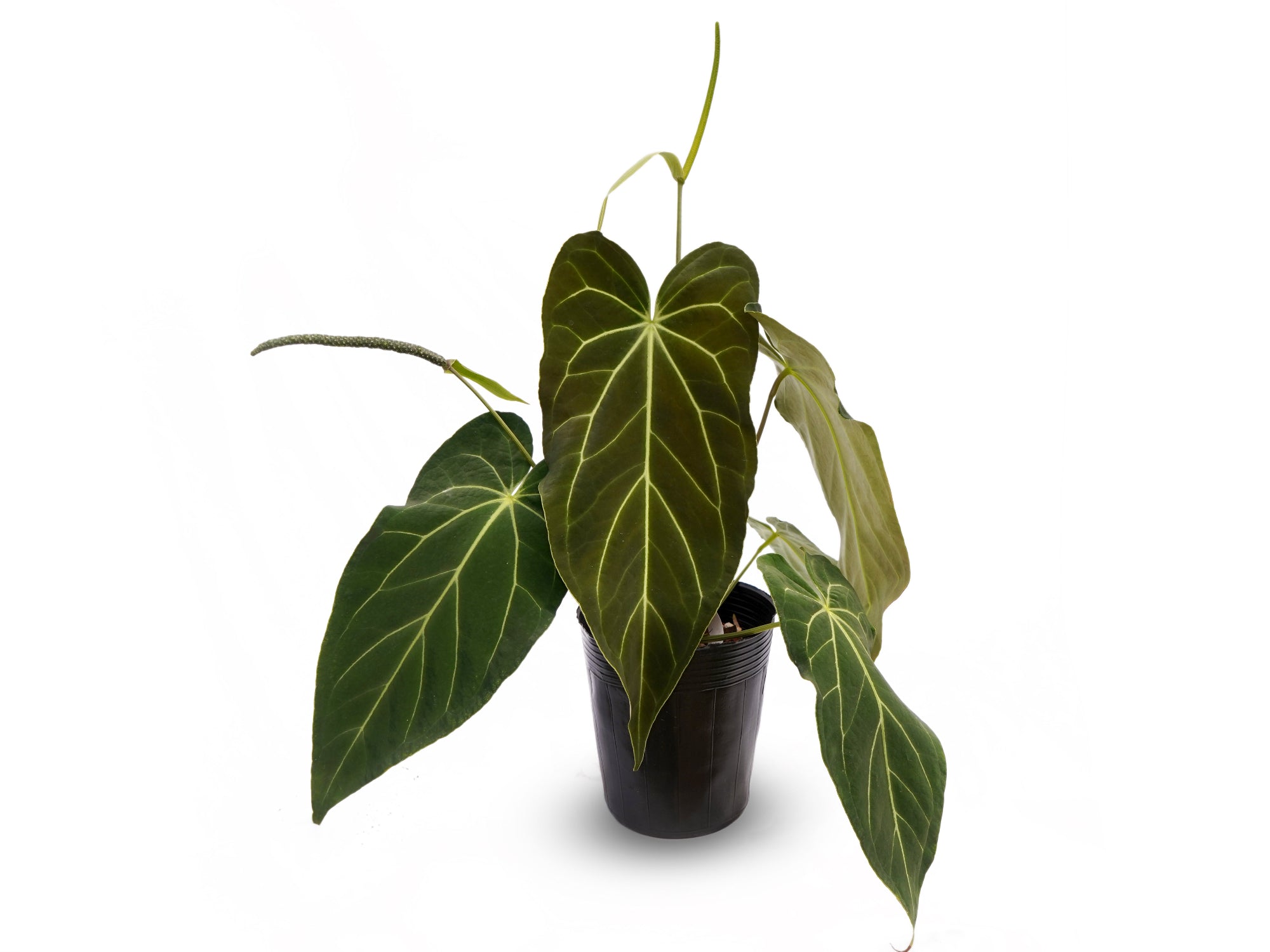 Anthurium Urban Oasis — Ecuagenera Orquídeas del Ecuador