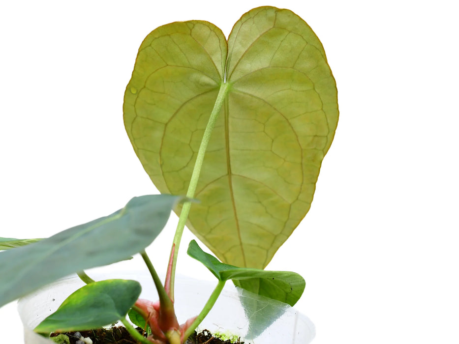 Anthurium Uzhupud Soul