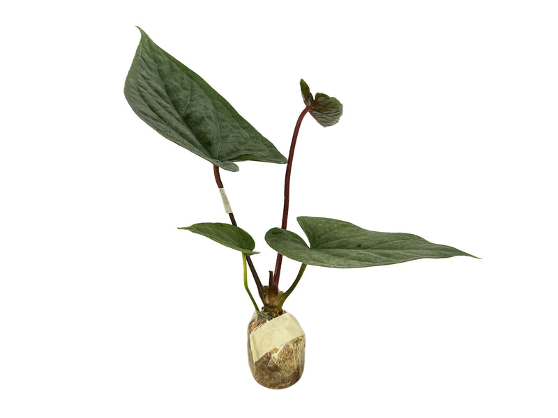 Anthurium Velvet Eclipse seedling