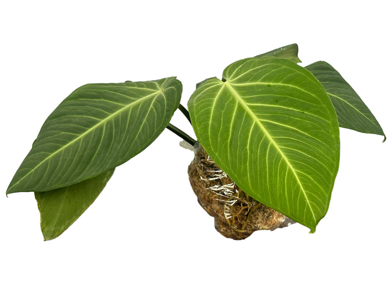 Anthurium Velvety Heart