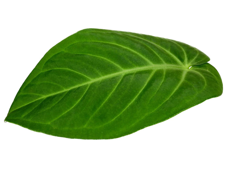 anthurium velvety heart Anthurium Velvety Heart