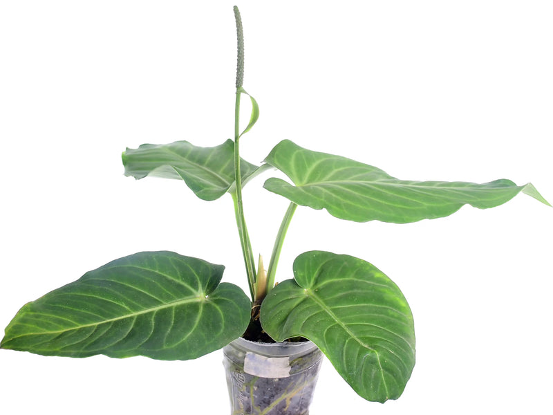 anthurium velvety heart Anthurium Velvety Heart