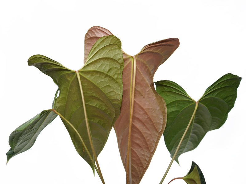 Anthurium Velvety Spirit