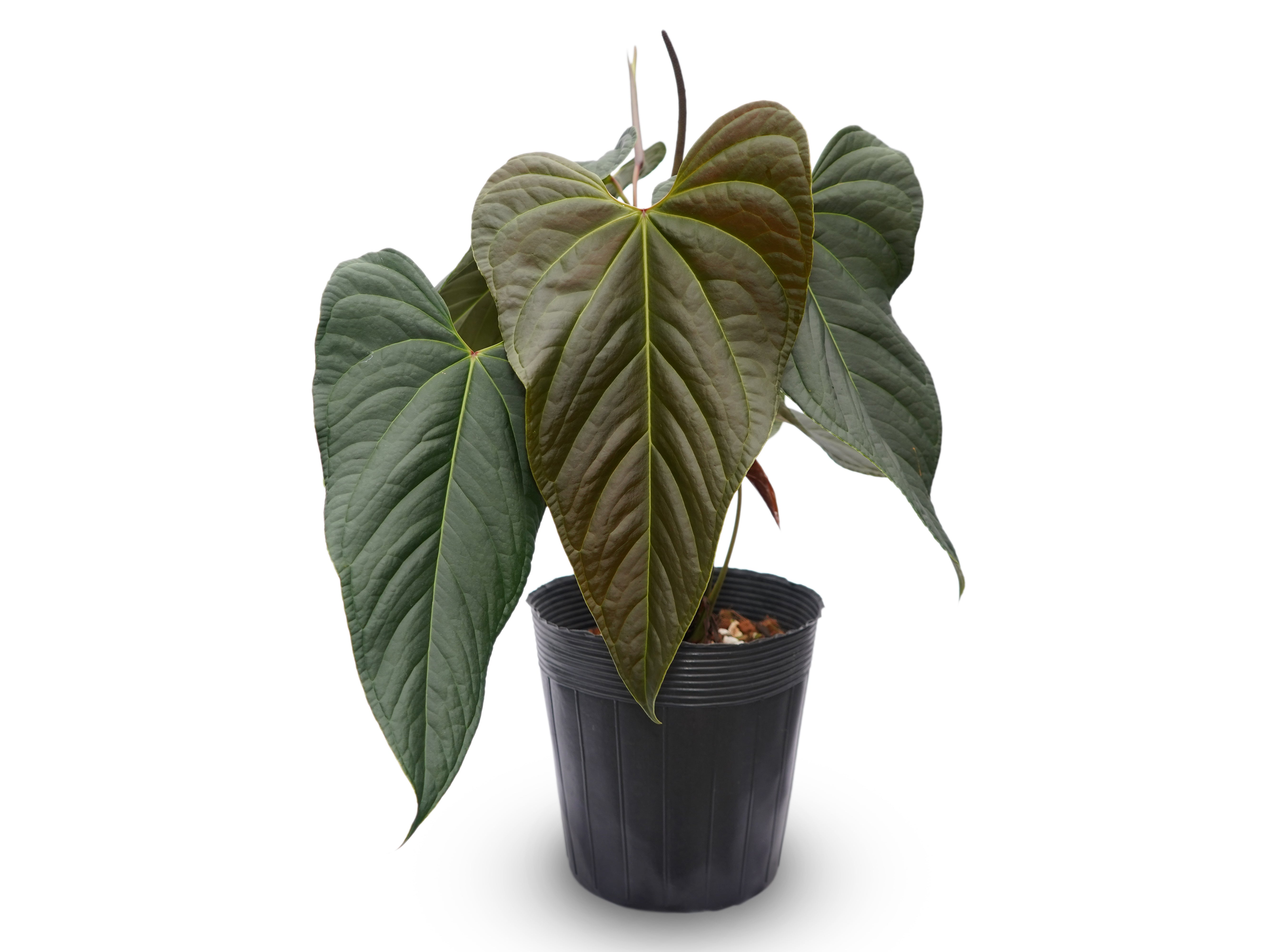Anthurium Velvety Spirit