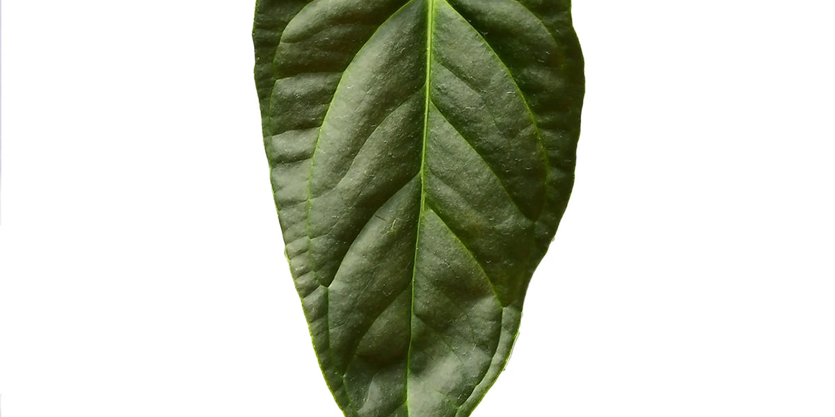 Anthurium Velvety Spirit — Ecuagenera Orquídeas del Ecuador