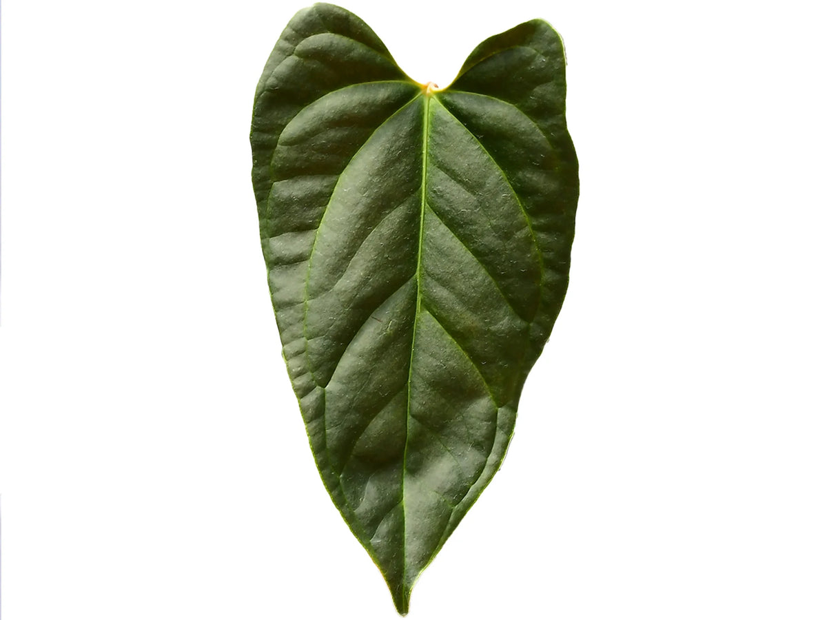 anthurium spirit Anthurium Velvety Spirit