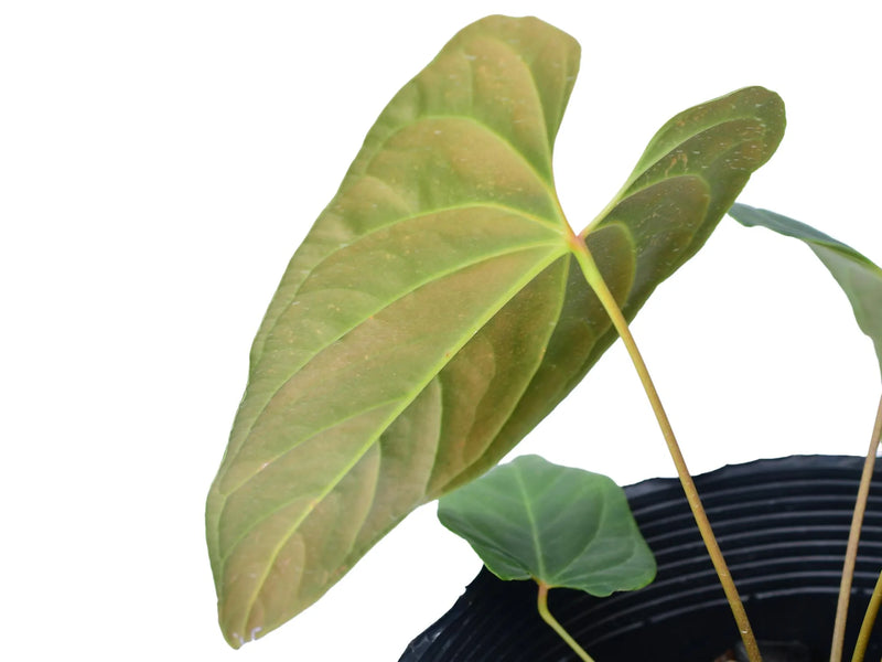 anthurium spirit Anthurium Velvety Spirit — Ecuagenera Orquídeas del Ecuador