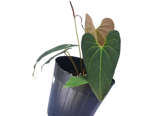 anthurium spirit Anthurium Velvety Spirit