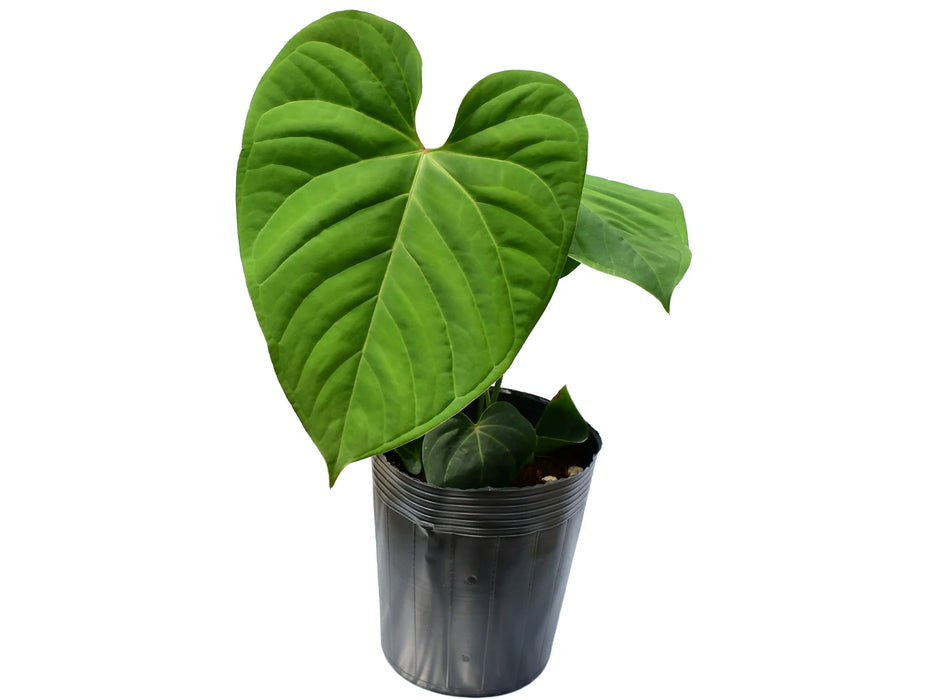 Anthurium Victory