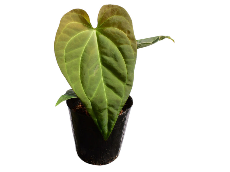 Anthurium Victory x Anthurium Crystal Dress