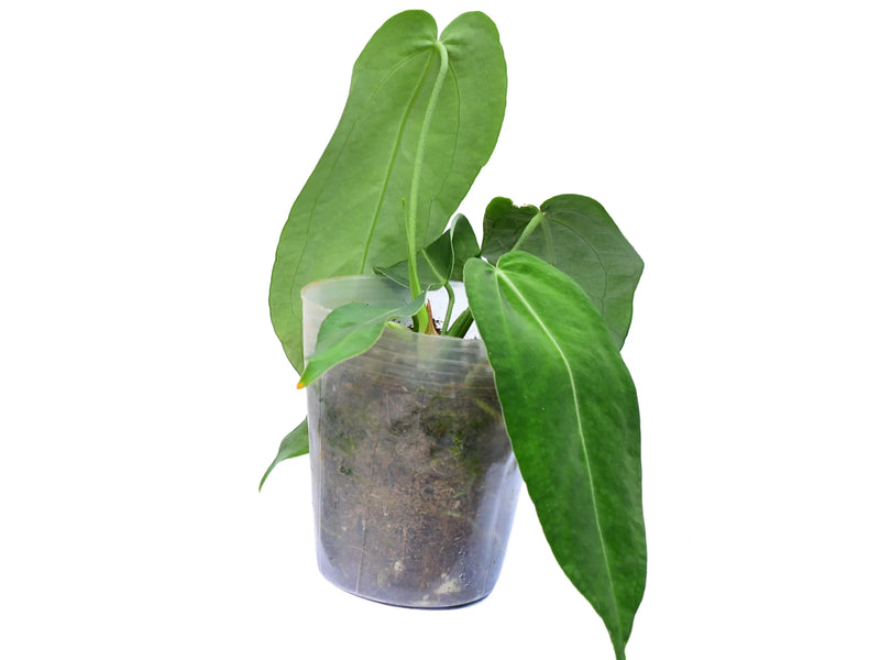 anthurium arrow plant Anthurium Wild Arrow — Ecuagenera Orquídeas del Ecuador