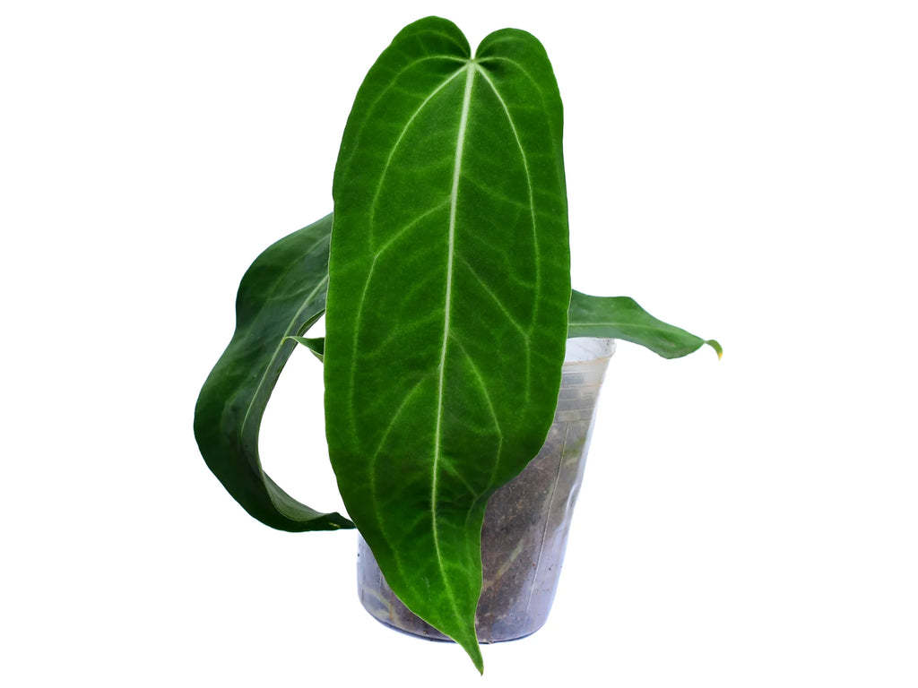anthurium arrow scientific name Anthurium Wild Arrow — Ecuagenera Orquídeas del Ecuador