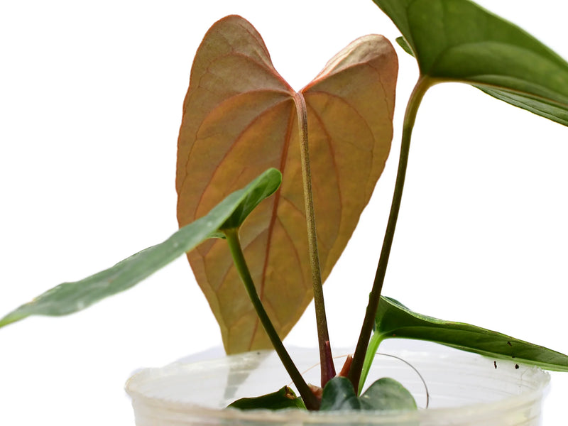wild anthurium Anthurium Wild Dream — Ecuagenera Orquídeas del Ecuador