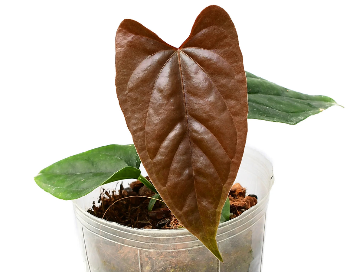 Anthurium Wild Dream — Ecuagenera Orquídeas del Ecuador