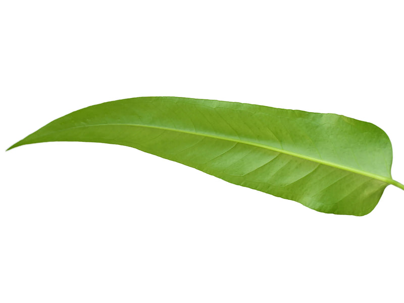 wild anthurium Anthurium Wild Horse — Ecuagenera Orquídeas del Ecuador