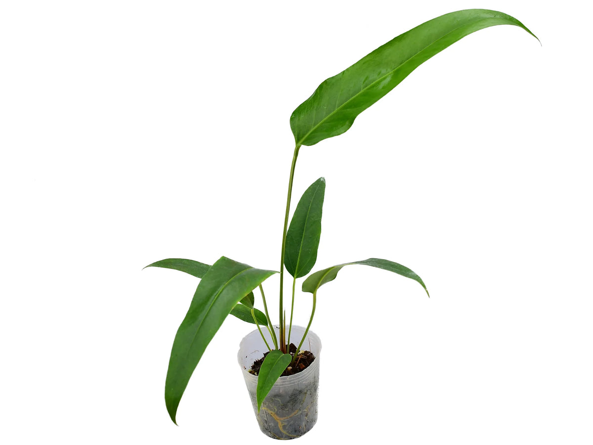 Anthurium Wild Horse — Ecuagenera Orquídeas del Ecuador