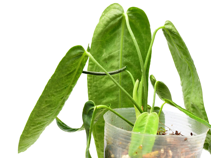 anthurium jungle queen ancestry Anthurium Wild Queen — Ecuagenera Orquídeas del Ecuador