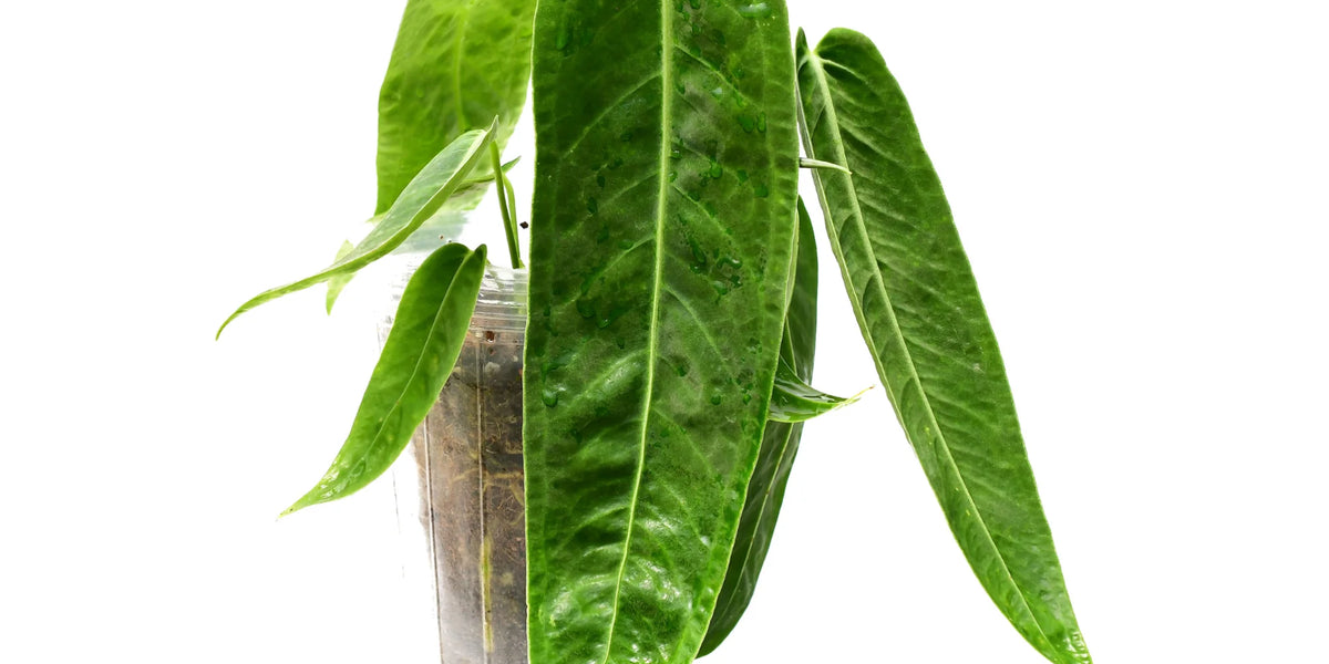 anthurium jungle queen hybrid Anthurium Wild Queen — Ecuagenera Orquídeas del Ecuador