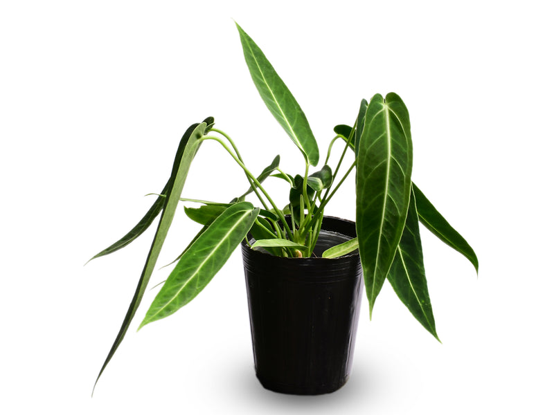 Anthurium Wild Queen x Anthurium warocqueanum