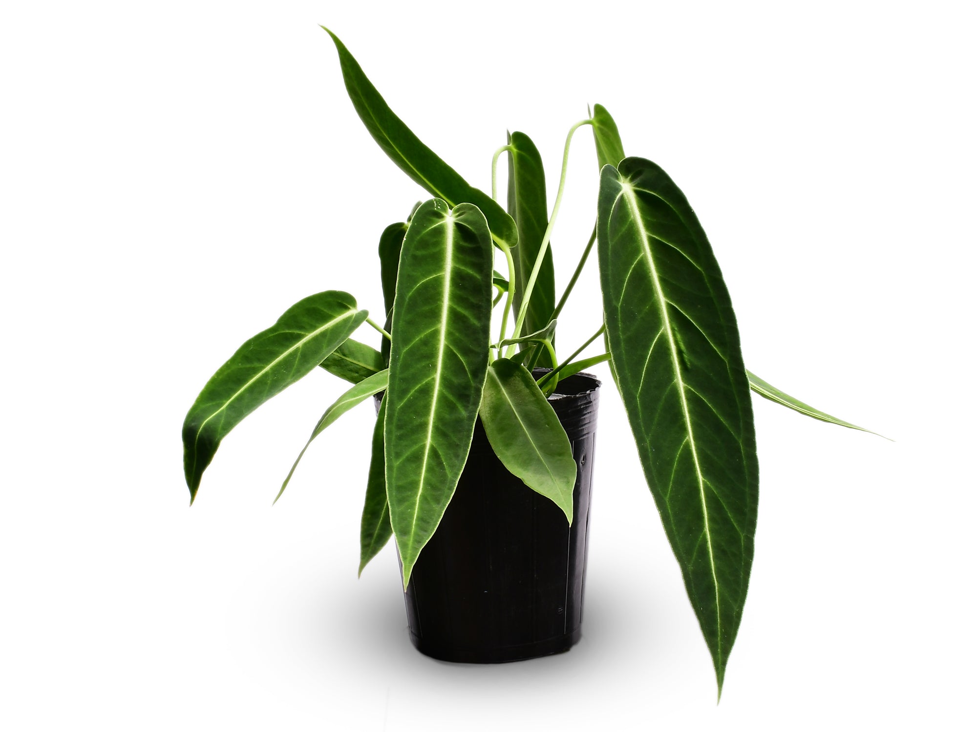 Anthurium Wild Queen x Anthurium warocqueanum