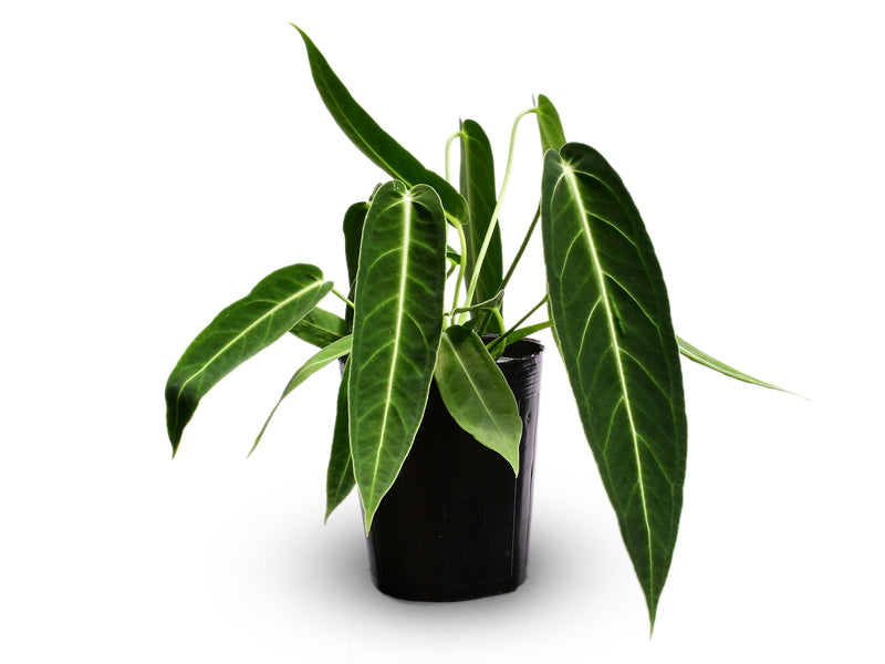 Anthurium Wild Queen x Anthurium warocqueanum