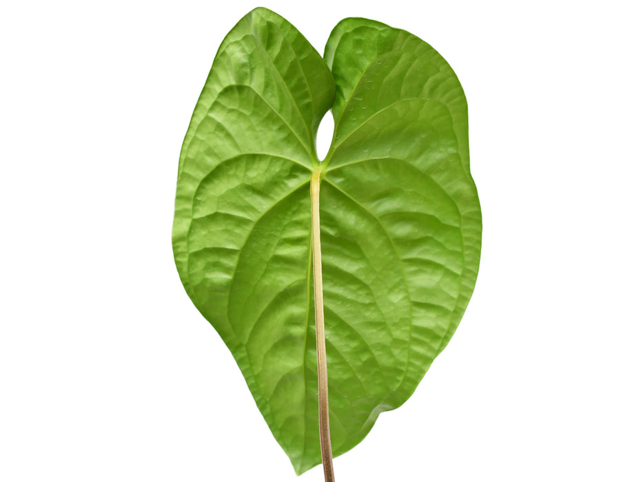 Anthurium Wild Spark