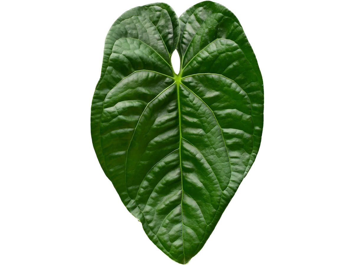 anthurium in the wild Anthurium Wild Spark