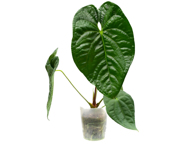 anthurium in wild Anthurium Wild Spark